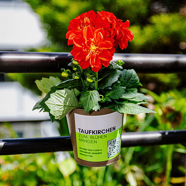 Taufkirchen Blüht auf 